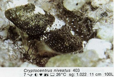 Cryptocentrus niveatus